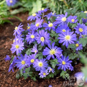 Anémona Blanda Tonos Azules, 20 bulbos de flores - Floración primaveral, ideal para borduras o como planta de relleno, fácil de cultivar.