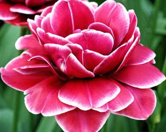 Tulip Dream Touch 10 Flower Bulbs - Spring Blooms, Zones 3-8, Double Group, Easy to Grow