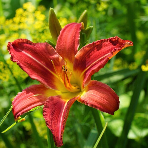 3 Daylily - Autumn Red Bareroots/Divisions from Easy to Grow