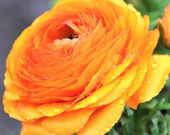 10 Ranunculus asiaticus Tecolote 'Gold' Persian Buttercup Flower Bulbs from Easy to Grow