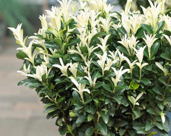 Euonymus Paloma Blanca - 2 Potted Shrub Plants from Easy to Grow