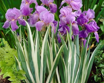 1 Pack Bearded Iris - Variegata White Potted Plant from Easy to Grow