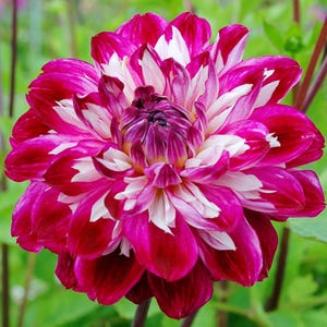 Dahlia Optical Illusion 3 Tuber Clumps - Summer to Fall Multicolor Blooms in Sun, from Easy to Grow