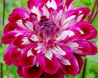 Dahlia Optical Illusion 3 Tuber Clumps - Summer to Fall Multicolor Blooms in Sun, from Easy to Grow