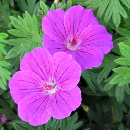 GERANIUM PUSILUM BLUE ORCHID CRANESBILL FLOWER SEEDS 60 GERANIUM PUSILUM BLUE ORCHID CRANESBILL FLOWER SEEDS 60