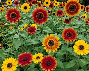 Mezcla de semillas de girasol Mr Fothergills, Oh Sow Simple Seed de Easy to Grow