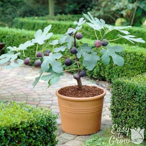 Hardy Chicago Fig 2 Potted Starter Tree Plants - Rooted in Quart Pots from Easy to Grow