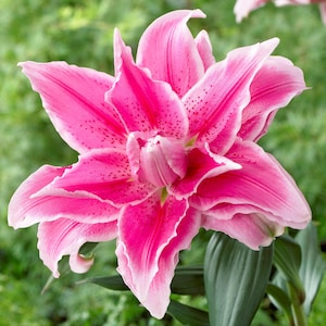 May include: A close-up of a vibrant pink lily flower with multiple layers of petals. The petals have a darker pink center and are edged with white. The flower has small, dark spots and is set against a blurred green background.