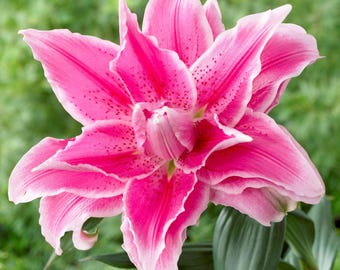 Lilium Oriental Roselily Isabella 3 Flower Bulbs - Summer Pollen-Free Pink Blooms, from Easy to Grow