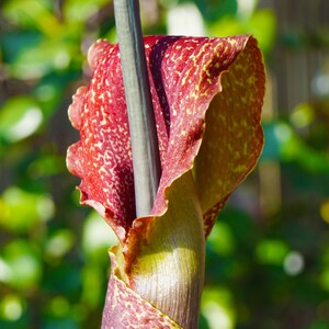 1 Voodoo Lily - Sauromatum Venosum Flower Bulb from Easy to Grow