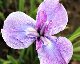 Clearance 1 Japanese Iris - Geisha Girl Bareroot/Division from Easy to Grow