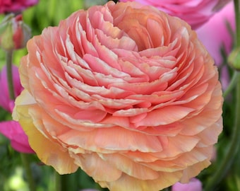 Ranunculus Salmon Pink 10 Flower Bulbs Buttercups - Spring Blooms, Mediterranean, Easy to Grow