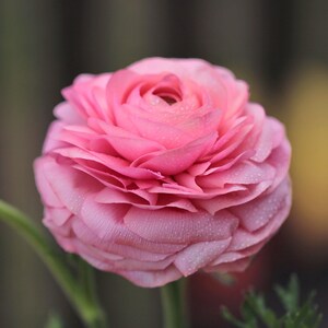 Ranunculus Pink 10 Buttercup Flower Bulbs - Spring Blooms Full Sun in Temperate Sun, from Easy to Grow image 2