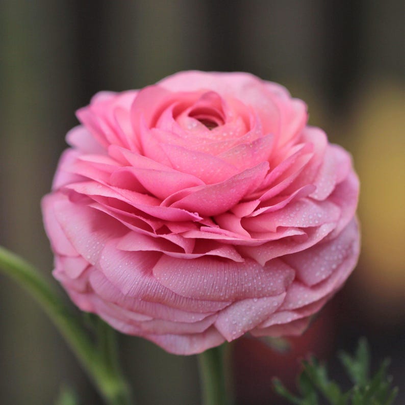 Ranunculus Pink 10 Buttercup Flower Bulbs - Spring Blooms Full Sun in Temperate Sun, from Easy to Grow image 2