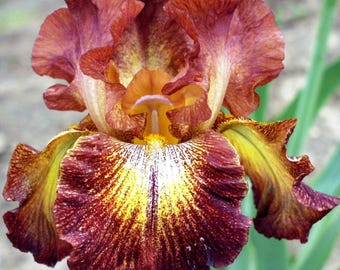 Bearded Iris Paprika Fono - Plant Bulbs, Burgundy and Yellow Flowers Spring to Fall, Easy to Grow