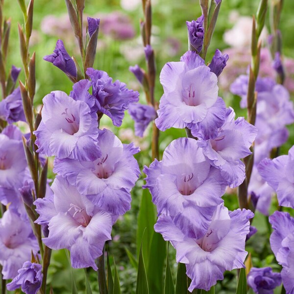 10 Gladiolus - Milka Flower Bulbs from Easy to Grow
