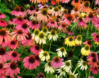 Echinacea Cheyenne Spirit 2 Potted Plants - Summer Colorful Blooms in Sun, from Easy to Grow