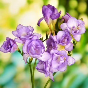 Clearance 15 Freesia - Double Blue Flower Bulbs from Easy to Grow
