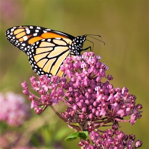Asclepias Soulmate Swamp Milkweed 1 Root - Summer Rosy Pink Blooms for Monarchs, from Easy to Grow