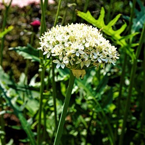 Allium Nigrum 20 Flower Bulbs, Summer Blooms Full Sun Outdoor Zones 4-9