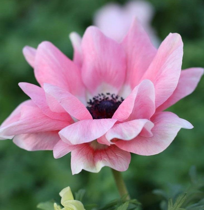 10 Italian Anemone Mistral Rosa Chiaro Flower Bulbs from Easy to Grow image 1
