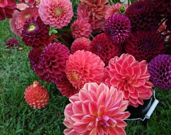 12 Dahlia - Watermelon Mix Divisions (Multiple Tubers) from Easy to Grow