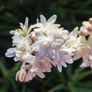 3 Tuberose - Pink Sapphire Flower Bulbs from Easy to Grow