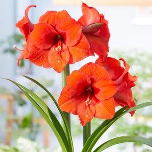 Amaryllis Desire Flower Bulb, Indoor Holiday Bloom or Outdoor Zones 9-11, from Easy to Grow