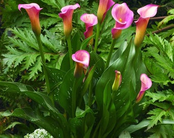 small peace lily plant Buy Peace Lily (Spathiphyllum) Online
