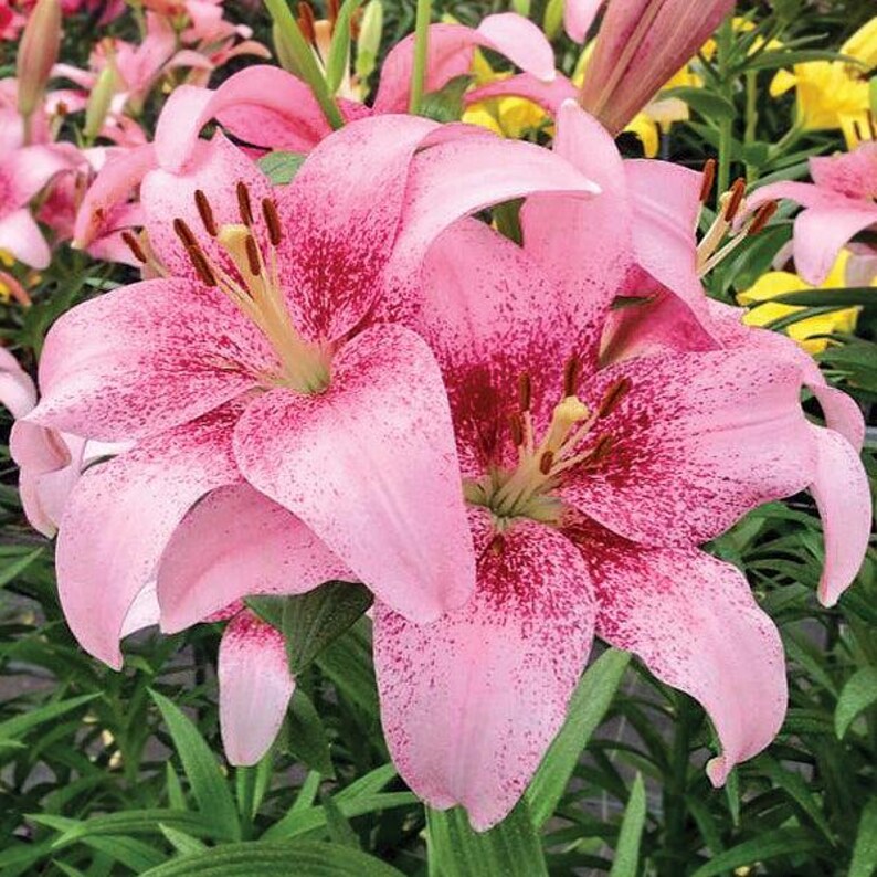 Easy to Grow Bulbs Asiatic Tango Lily