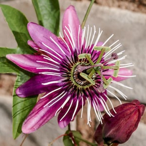 May include: A close-up of a passion flower with vibrant purple and pink petals, white filaments, and a complex central structure. The flower is set against a blurred background of green leaves and a brick wall.