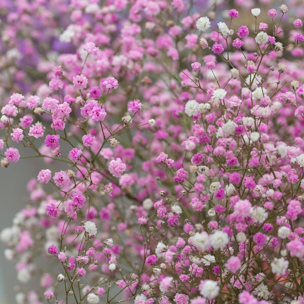 3 Gypsophila - Paniculata Baby's Breath Pink Bareroots/Divisions from Easy to Grow