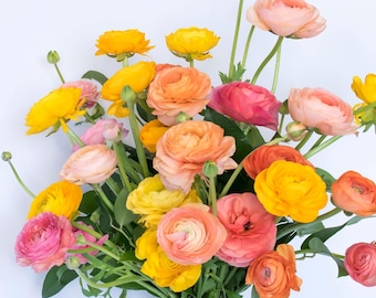 Ranunculus Tropical Sunset Collection 30 Flower Bulbs Buttercups - Spring Blooms, Mediterranean, Easy to Grow