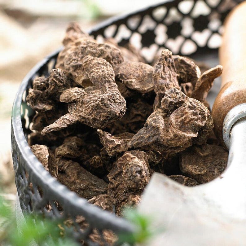 Anemone - Monarch de Caen Mix - Thumbnail 5