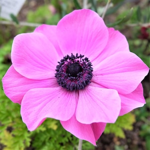 Anemone Rosea 20 Flower Bulbs from Easy to Grow - Pink Spring Flowers