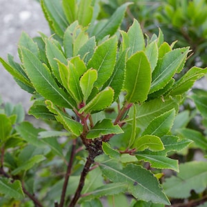 May include: Close-up of a vibrant green plant with numerous leaves. The leaves have a slightly serrated edge and a lighter green hue around the perimeter. The stems are reddish-brown, and the background is a soft, blurred gray.