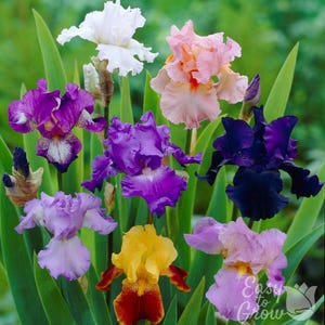 Bearded Iris Colorful Mix Plant Bulbs from Easy to Grow, Reblooming Flowers in Spring and Fall
