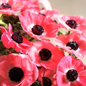 10 Italian Anemone - Mistral Plus Rosa Shocking Flower Bulbs from Easy to Grow