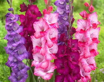 30 Gladiolus - Very Berry Collection Flower Bulbs from Easy to Grow