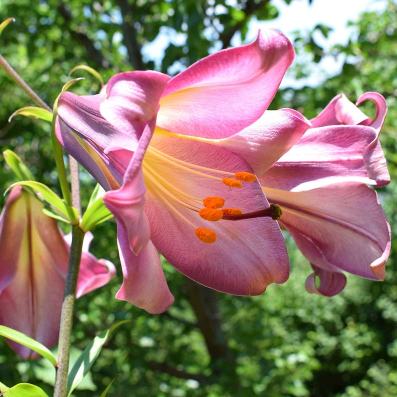 Easy to Grow Bulbs Trumpet Lily