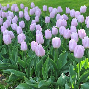Clearance 10 Tulip Candy Prince Flower Bulbs From Easy to Grow - Etsy