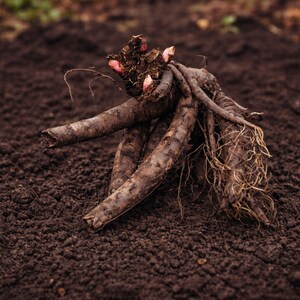 Peonía Moon of Nippon 1 División de raíz - Primavera, fragante, flores blancas y amarillas a pleno sol, fácil de cultivar. imagen 4