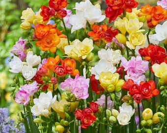 Clearance 15 Freesia - Doubles Mix Flower Bulbs from Easy to Grow