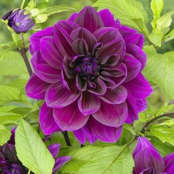 Dahlia Thomas Edison 3 Tuber Clumps - Summer to Fall Purple Blooms in Sun, from Easy to Grow