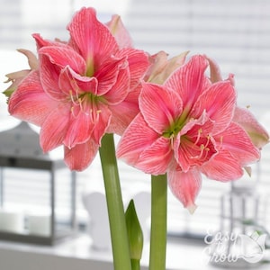 Amaryllis Sweet Nymph 1 Flower Bulb - Indoor Holiday or Outdoor Spring Blooms, Partial Sun, Easy to Grow
