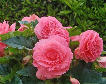 3 Begonia - Giant Ruffled Pink Flower Bulbs from Easy to Grow