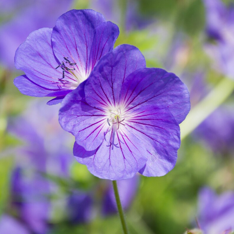 Hardy Geranium Tapestry Mix 6 Roots - Summer Colorful Flowers in Sun, from Easy to Grow (Perennial Cranesbill) image 3