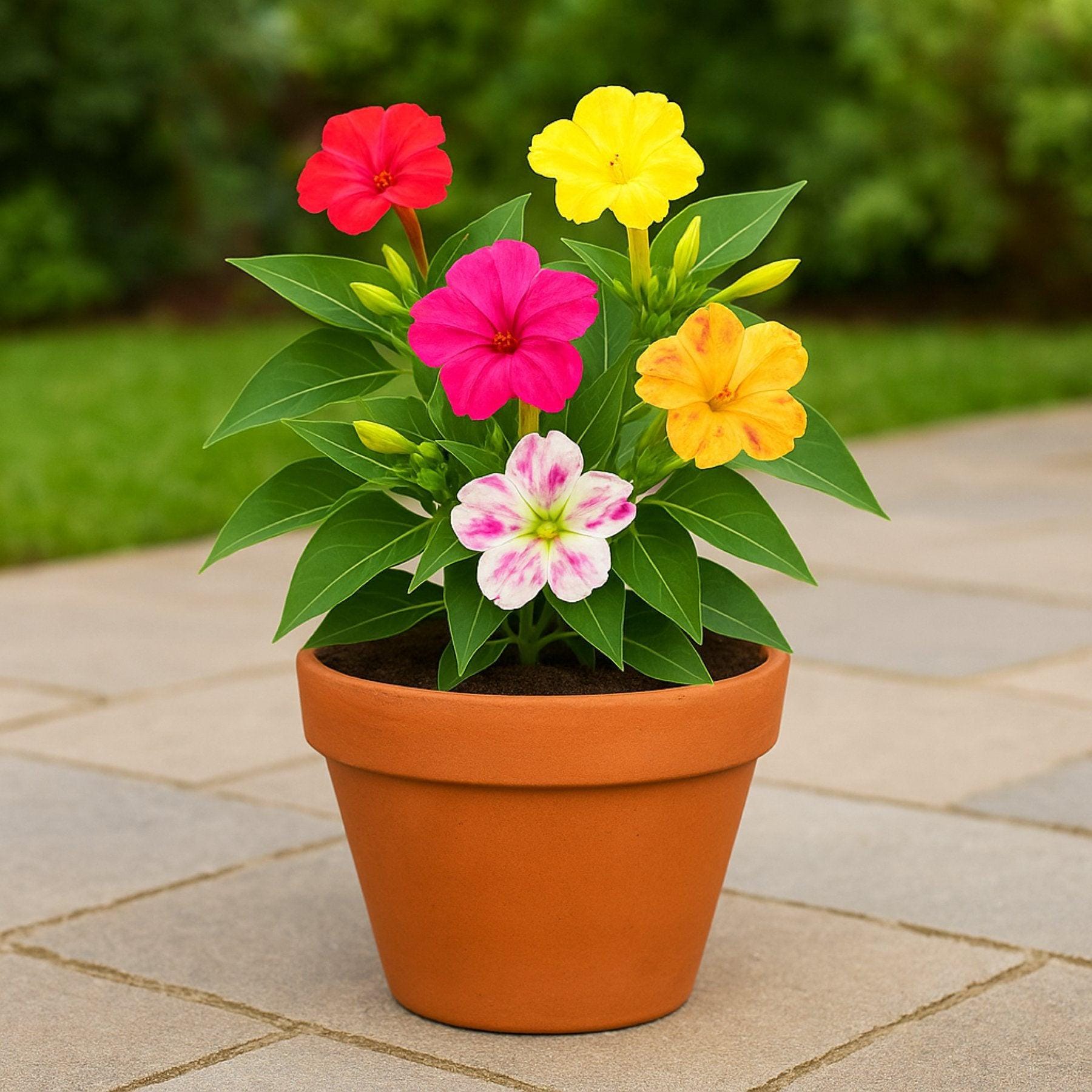 Mirabilis Marbles Mix - 2 Potted Plants from Easy to Grow, Summer Fragrant Blooms