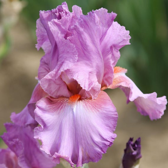 Bearded Iris Persian Berry - Plant Bulbs from Easy to Grow, Bright Purple Flowers with Orange Beards in Spring & Fall