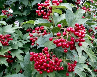 Arbusto de arándano Bailey Compact (1 unidad) en maceta - Enraizado en maceta de un cuarto de galón, arbusto de bajo mantenimiento, fácil de cultivar.